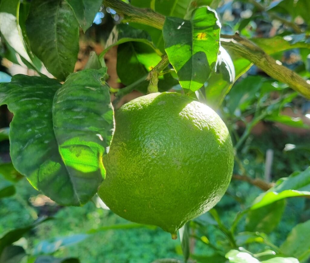 Frutto di bergamotto di Reggio Calabria 